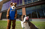 Halo the St. Bernard... Go Saints!